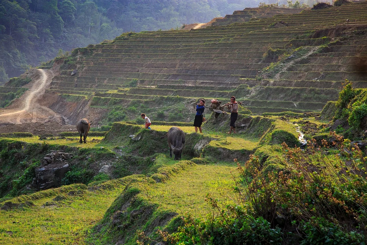 Local farmers and water buffalo among Sapa rice terraces